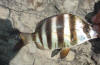Beautiful zebra fish (Wildeperd)